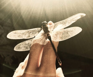 Dragonfly resting on a person's hand