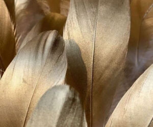 Close up to feathers