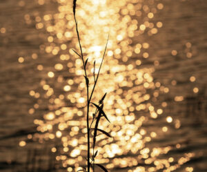 A single plant in front of a lake view