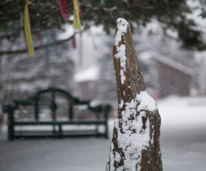 Tree Stump in snowfall
