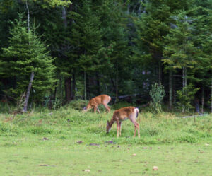 Deer grazing in a forest