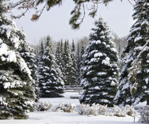 Forest covered in snow