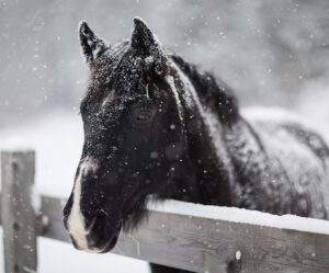 Horse in snowfall