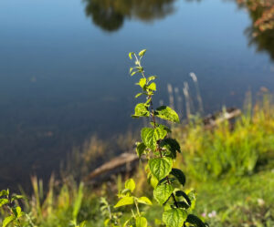 Close up of plant on a lake shore