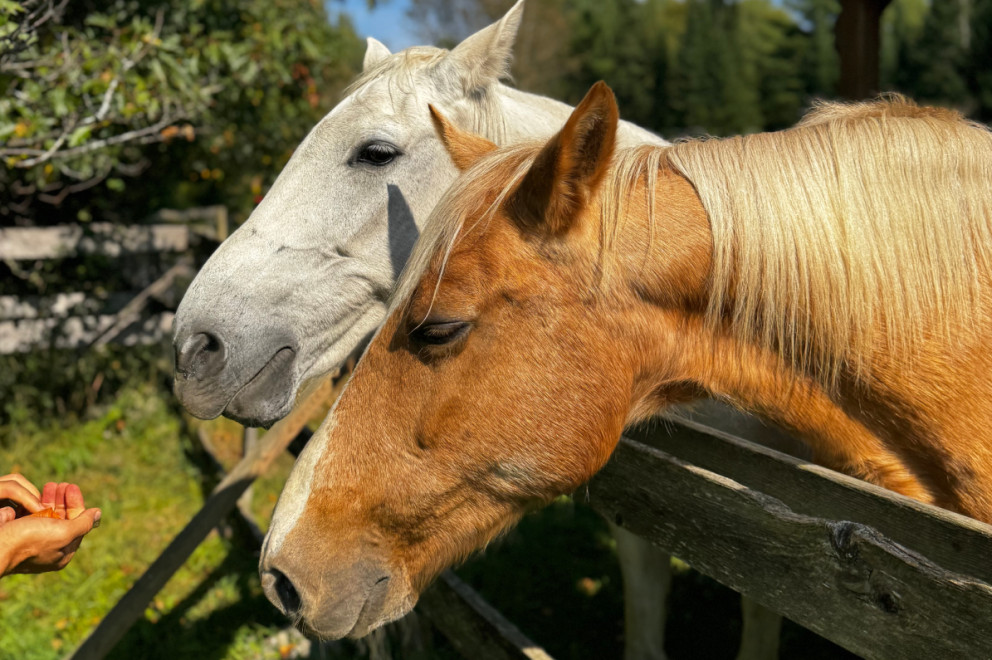 Two horse by a wooden fence
