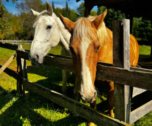 Two horse by a wooden fence