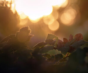 Close up of autumn leaves