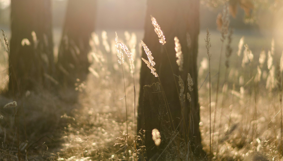Tall planets in a dusk light setting