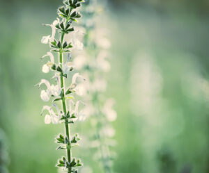 Close up of a blooming flower stem