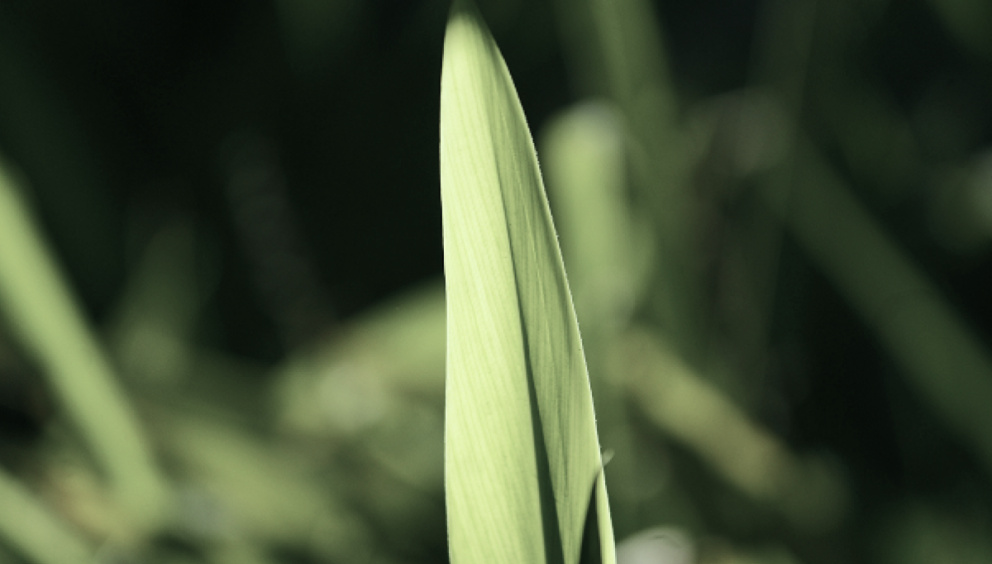 Close up of a blade of grass
