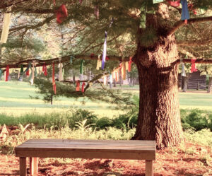 Single bench under a large tree with spiritual ribbons