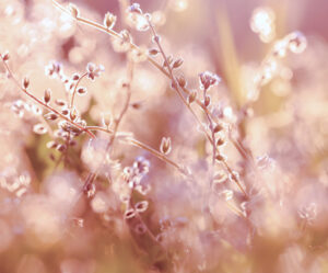 close up of tall flower buds on a branch