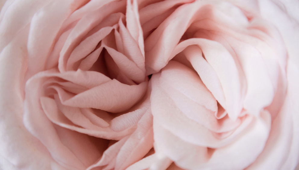 Close up of rose petals