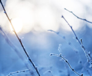 Close up of small branches covered in snow