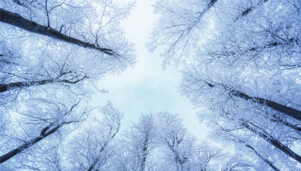 Tree tops covered in snow